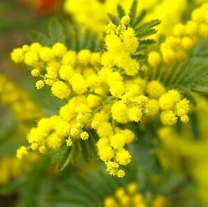 Acacia